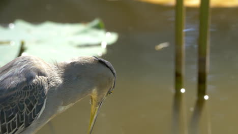 Little-bittern-looking-into-water