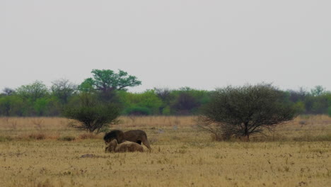 leones de melena negra peleando en pastizales en kgalagadi, botswana, sudáfrica