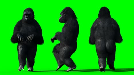 el gorila gracioso, el pelaje realista, la animación en pantalla verde.