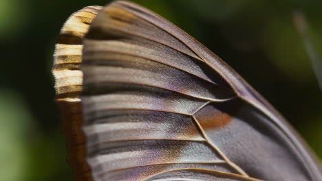 detailed close-up of a butterfly wing