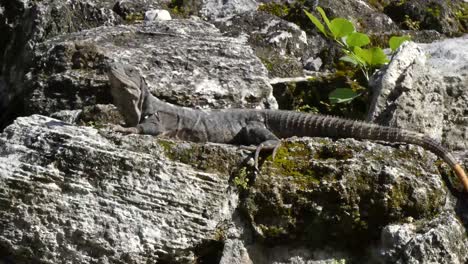 Iguana-Sentada-Sobre-Las-Piedras-Del-Altar-En-San-Gervasio,-Sitio-Arqueológico-Maya,-Cozumel,-México