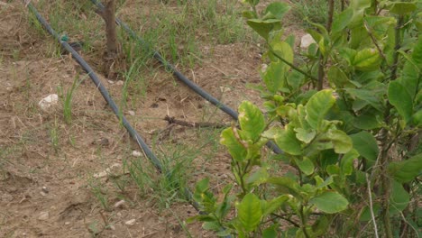 filas de tubos de manguera negros vistos en el suelo para el sistema de riego por goteo en sindh, pakistán