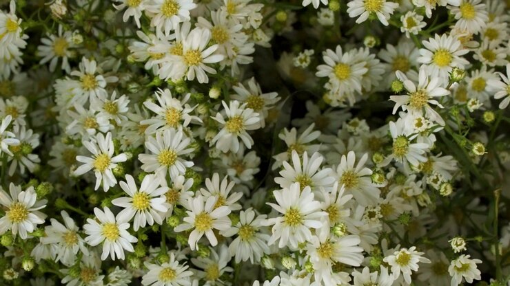 Denso bouquet di aster bianchi freschi con centri gialli al mercato dei fiori di Bangkok