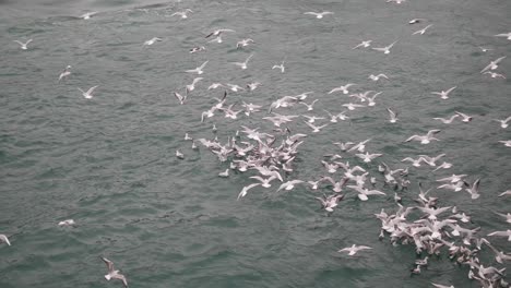 una bandada de gaviotas volando sobre el océano