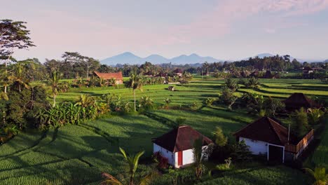 aerial drone video shows lush green rice paddies stretching across the landscape of ubud with a farmer house nestled between rows and a scenic mountain range rising behind on a bright sunny day.