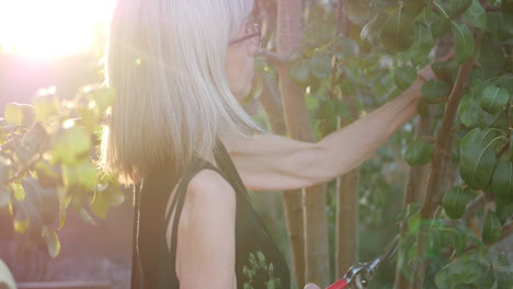 An-elderly-woman-clipping-branches-and-pruning-a-pear-fruit-tree-in-her-orchard-garden-at-sunset