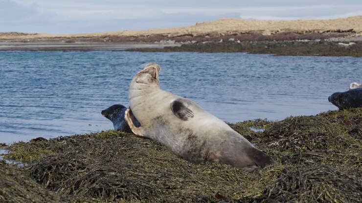Young harbor seal scratch himself on old seaweed near blue water shore