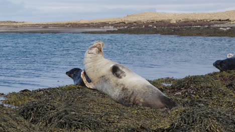 joven foca del puerto se rasca en viejas algas cerca de la orilla de agua azul