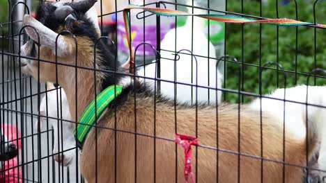 a goat explores its pen in a busy market