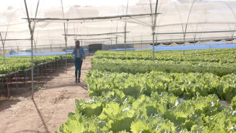 walking through hydroponic farm, woman inspecting organic vegetable crops, copy space