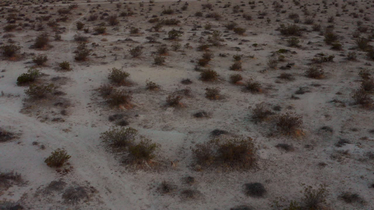 모하비 사막의 코요테는 팩에서 분리됩니다 - 항공 보기