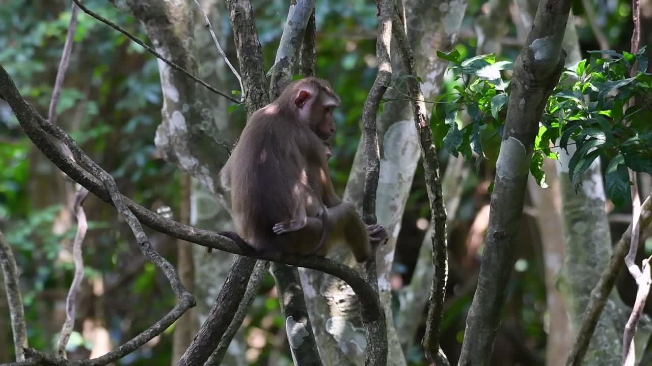 el macaco de cola de cerdo del norte es un primate que se encuentra comúnmente en el parque nacional de khao yai, aunque es una especie vulnerable