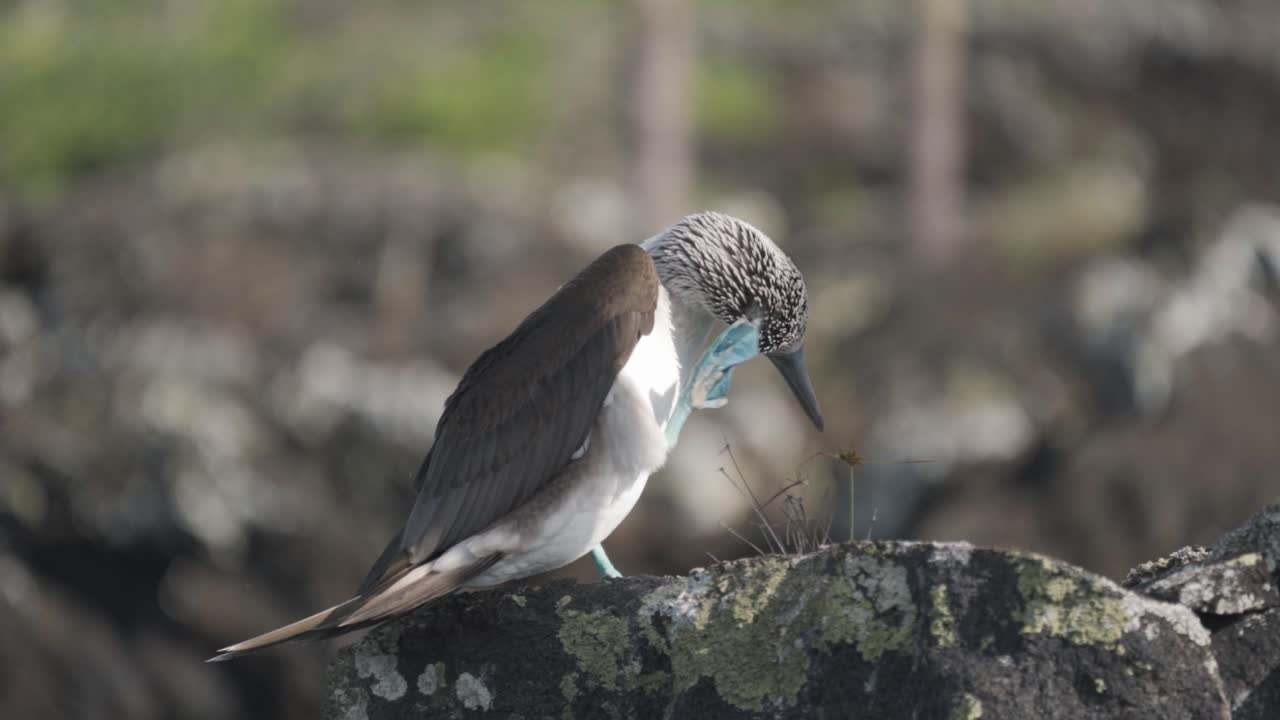 A captivating video of a blue-footed booby perched on a rocky outcrop in the Galápagos Islands, Ecuador.