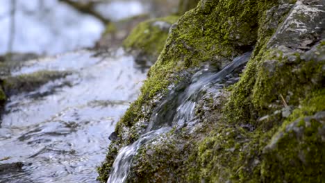 Una-Corriente-Fresca-De-Agua-Que-Sale-De-La-Roca-Cubierta-De-Musgo-En-El-Bosque,-Cerrada