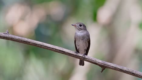 el papamoscas marrón asiático es un pequeño pájaro paseriforme que se reproduce en japón, himalaya y siberia