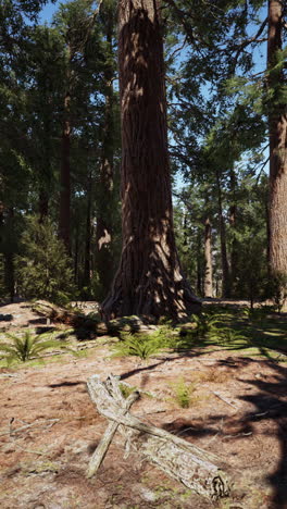 majestic redwood forest: a tranquil nature scene