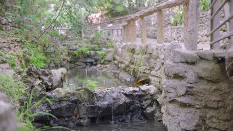 pequeño río que fluye por el parque