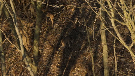 White-tail-deer-in-lake-swepco,-arkansas-during-golden-hour,-among-bare-trees,-aerial-view