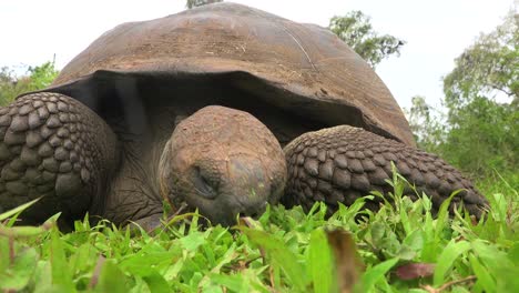 una tortuga terrestre gigante come hierba en las islas galápagos ecuador 2