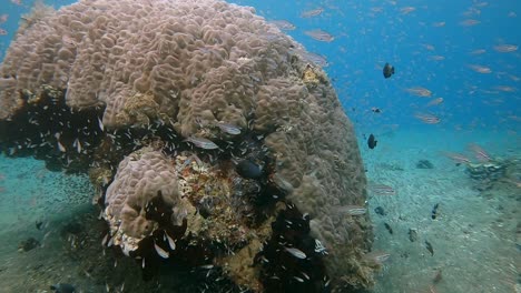 millions of small glass fish around a huge coral head