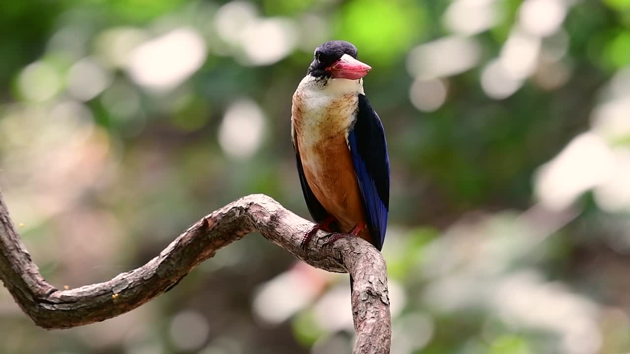 Il martin pescatore dal cappuccio nero ha un becco rosso brillante e un cappuccio nero, ed è presente in Thailandia e in altri paesi dell'Asia