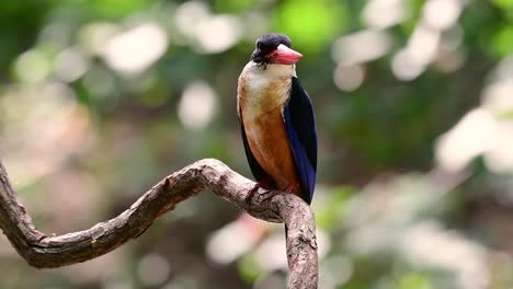 el martín pescador de gorra negra tiene un pico rojo como un caramelo y una gorra negra que se encuentra en tailandia y otros países de asia
