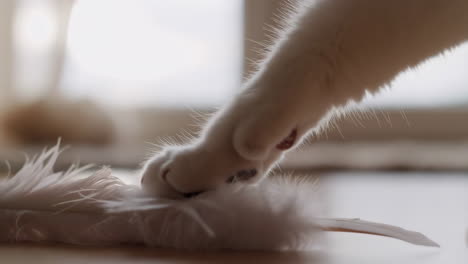 A cat paw touching a white feather