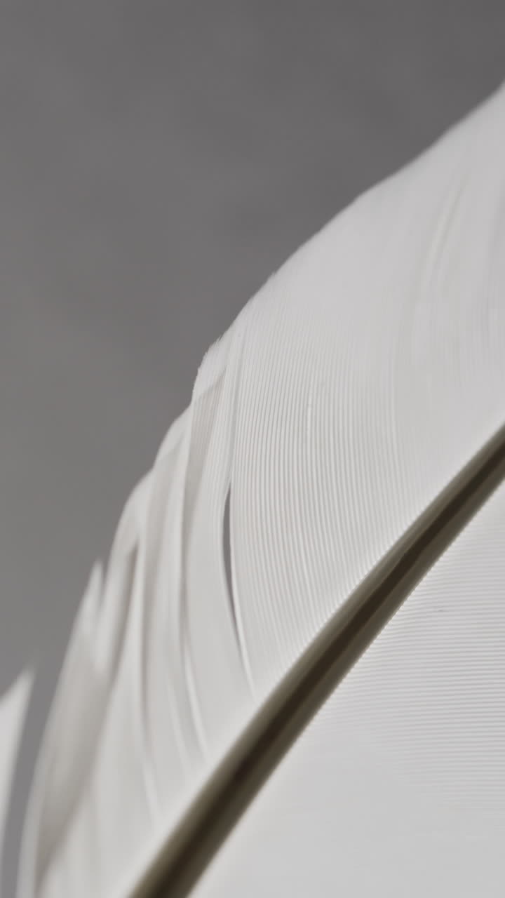 Micro vertical video of close up of feather with copy space on grey background