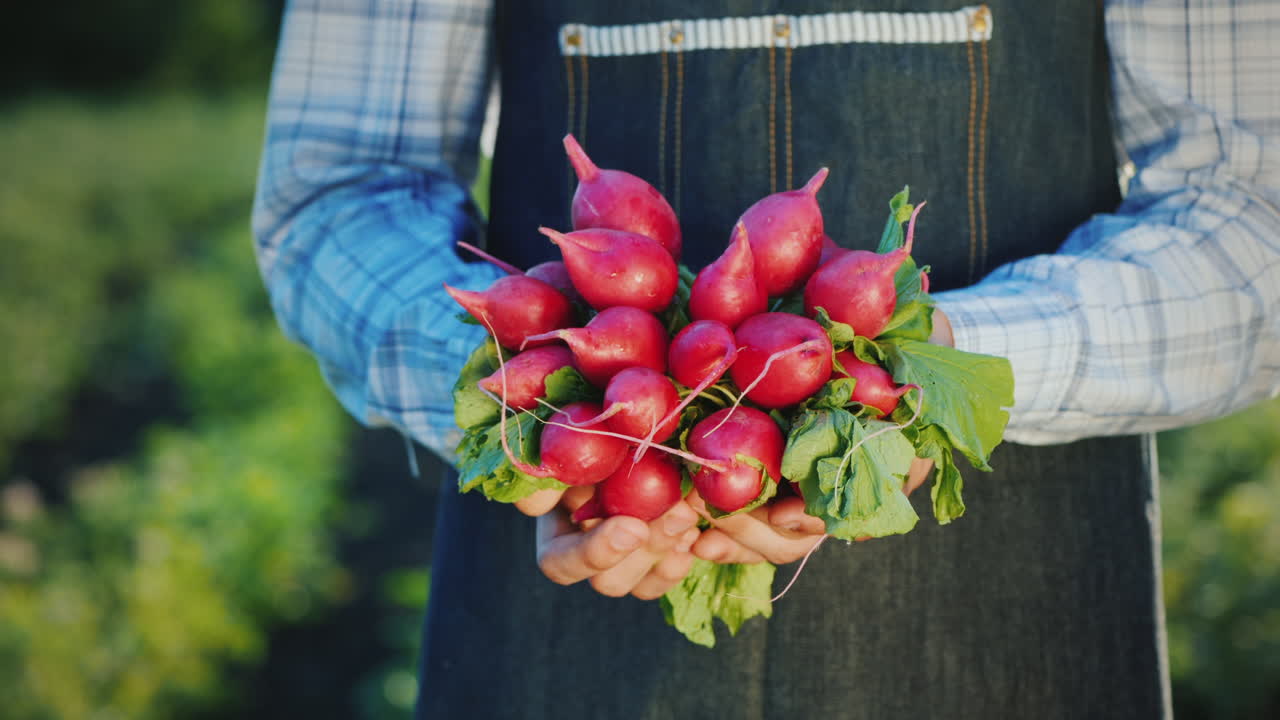 un granjero sostiene un montón de rábanos maduros
