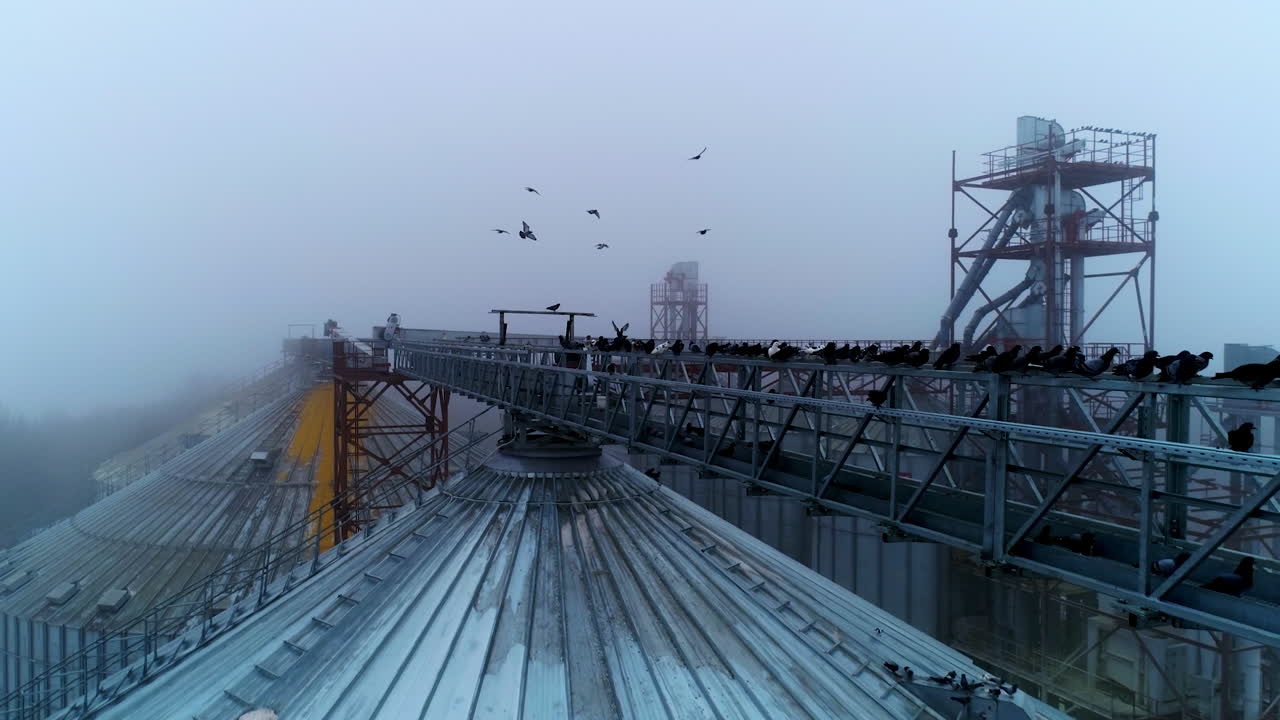 Massive metal beams connecting granary tanks with each other. Birds sitting high above the silo bins. Foggy weather background.