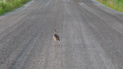 eurasian or common curlew bird walks along dirt road