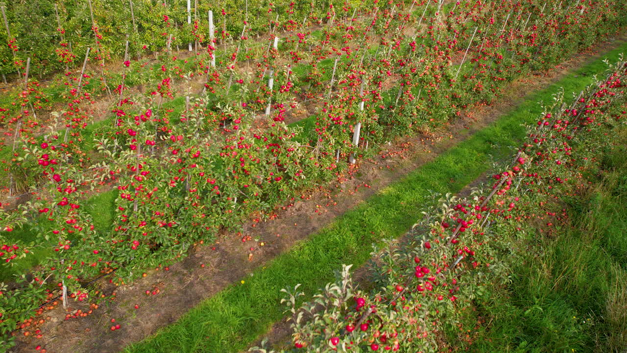 Piantagione di mele rosse a Straszyn, Danzica - sorvolo aereo
