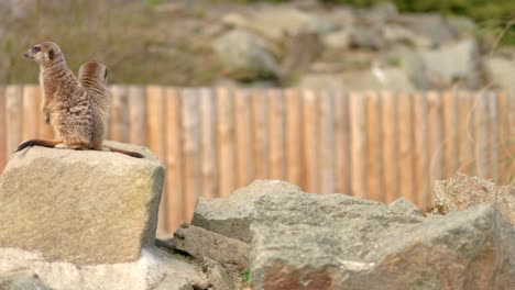 two alert meerkats sit on a rock looking our for danger