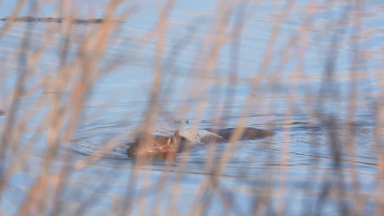Beaver glides calmly through water with ice on it's back, framed by soft reeds