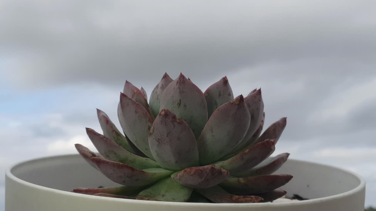 extraño pero hermoso fondo de lapso de tiempo en la nube con una planta suculenta espinosa en primer plano antes de una tormenta