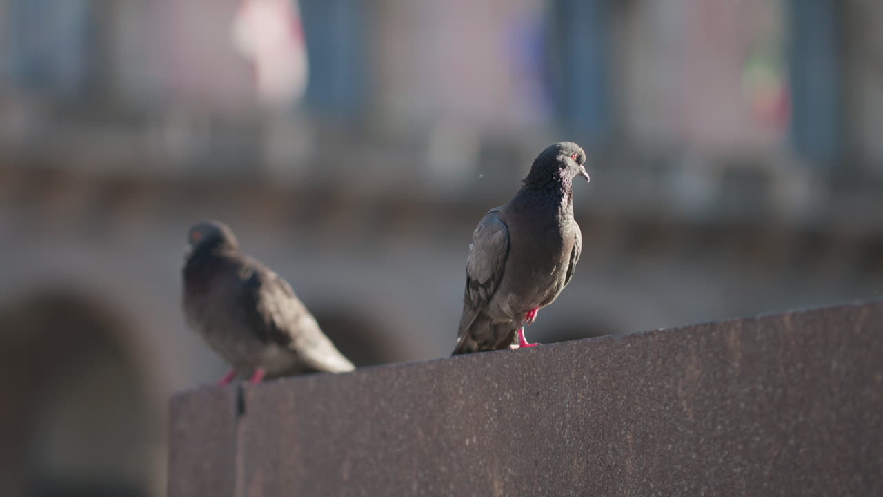 palomas en piazza duomo, en milán, italia