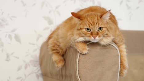 un lindo gato rojo tendido en el brazo del sofá. una mascota esponjosa protagonizada por la cámara. un fondo acogedor en el hogar