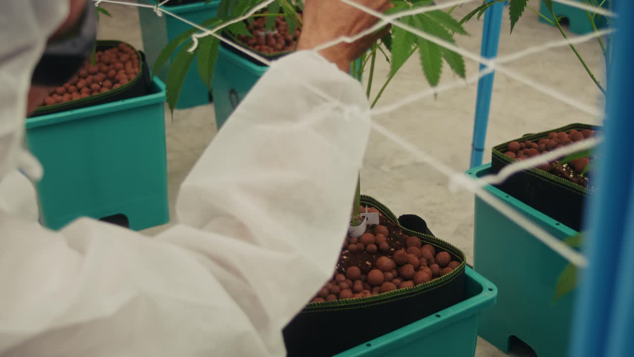 Cannabis Hydroponic Cultivation