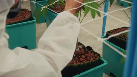 cannabis hydroponic cultivation