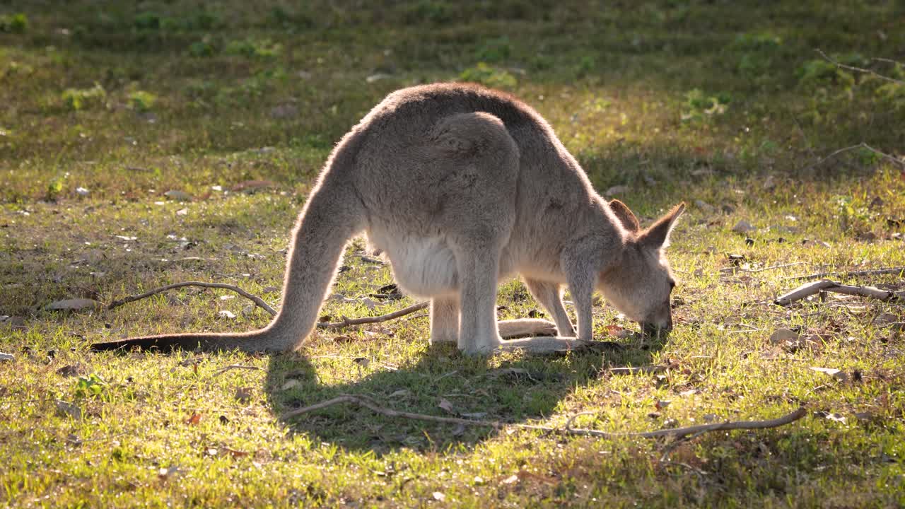 el canguro gris oriental se alimenta en la luz del sol de la mañana, el parque de conservación del lago coombabah, gold coast, queensland