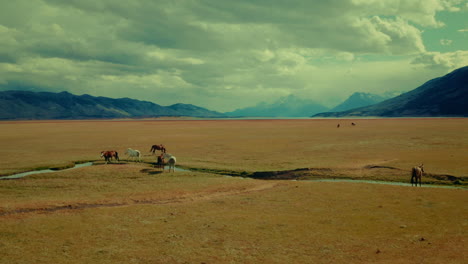 scenic orbital aerial shot of majestic wild horses in patagonias prairie captured at golden hour