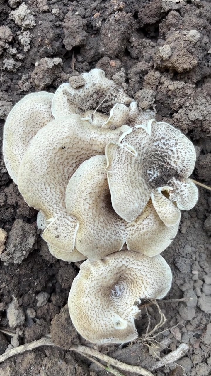 Close-up de Cogumelos Selvagens Crescendo em Solo Escuro da Floresta