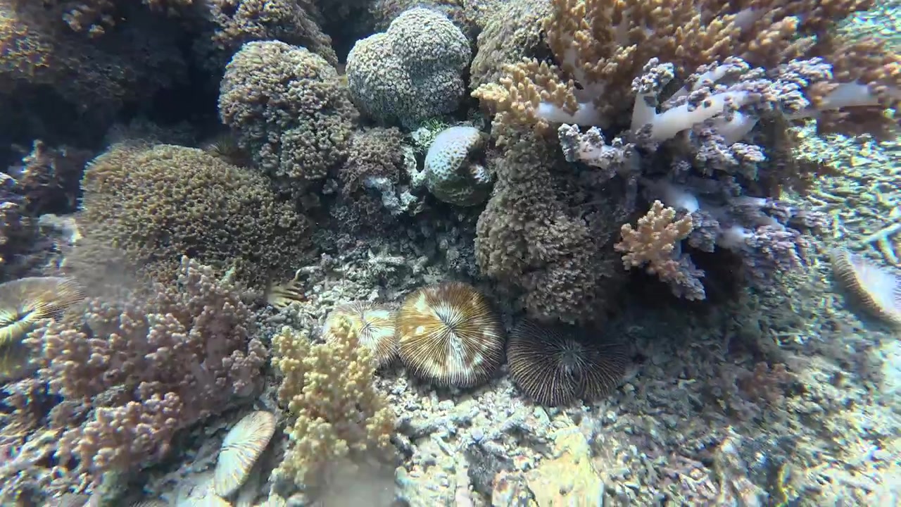 Vista subacquea di una barriera corallina che transita verso la superficie dell'oceano.