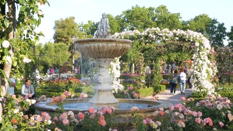 colourful rose garden view on cupid fountain with a small pond at rosaleda, rose garden, madrid. serene and picturesque garden scene.