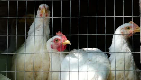 young chickens on a poultry farm for sale in the store little chicks crowd gathered in the corner of the cage young chickens on a poultry farm for sale in the store industrial poultry farming small