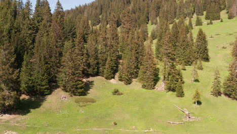 aerial dolly of beautiful swiss mountainside with pine trees