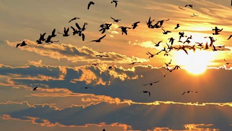 a video captures a flock of birds silhouetted against a vibrant sunset sky