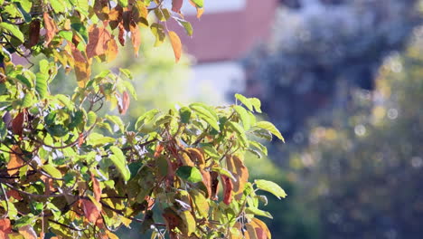 Leaves-moving-in-the-wind