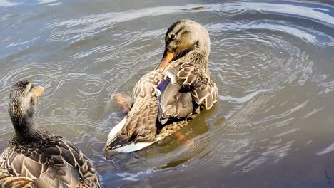 female mallard ducks swimming on the pond during daytime