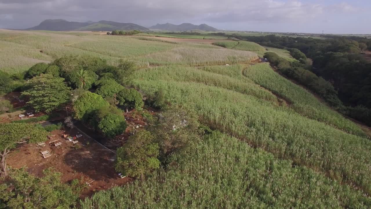 fotografía aérea de los campos de caña de azúcar en mauricio
